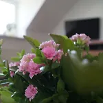 Ferienwohnung Paeperer Dresden Buehlau
