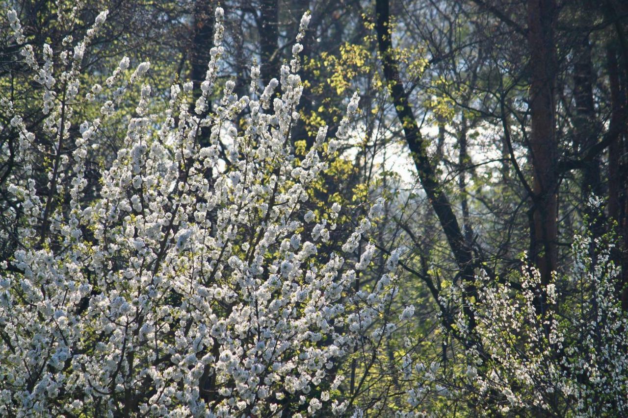Ferienwohnung Natur Und Kunst Appartement Dresden